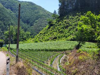 시골농부현장님의 옥수수 · 자유게시판 작성글 사진