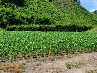 시골농부현장님의 옥수수 · 자유게시판 작성글 사진