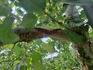 최상범님의 사과 · 병해충상담 작성글 사진