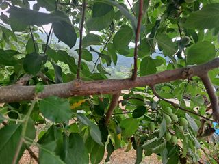 최상범님의 사과 · 병해충상담 작성글 사진