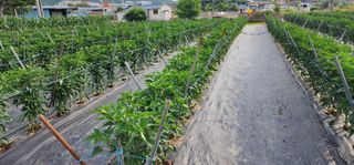 중청3595님의 고추 · 지주설치•유인•성장 작성글 사진