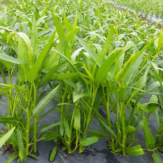 공심채님의 기타작물 · 자유게시판 작성글 사진