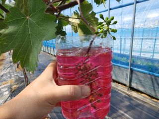 김영준님의 포도 · 자유게시판 작성글 사진