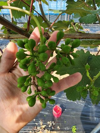 김영준님의 포도 · 자유게시판 작성글 사진