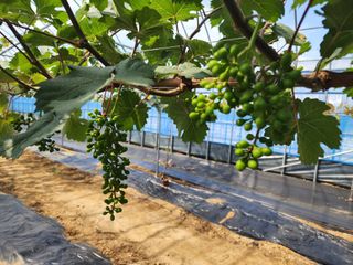 김영준님의 포도 · 자유게시판 작성글 사진