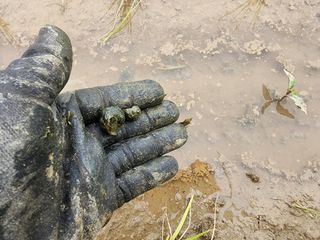 김영준님의 벼 · 자유게시판 작성글 사진