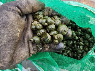 김영준님의 벼 · 자유게시판 작성글 사진