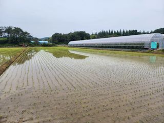 김영준님의 벼 · 자유게시판 작성글 사진