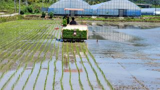 김영준님의 벼 · 자유게시판 작성글 사진