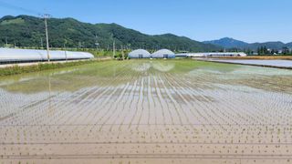 김영준님의 벼 · 자유게시판 작성글 사진