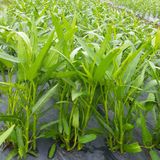 팜모닝 · 게시글 이미지