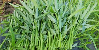 공심채님의 작성글 사진