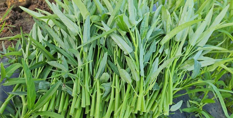 장터 상품 [공심채 5kg(5000gram)] 썸네일