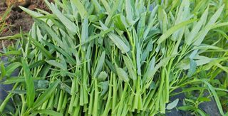 고북면공심채 농인님의 작성글 사진