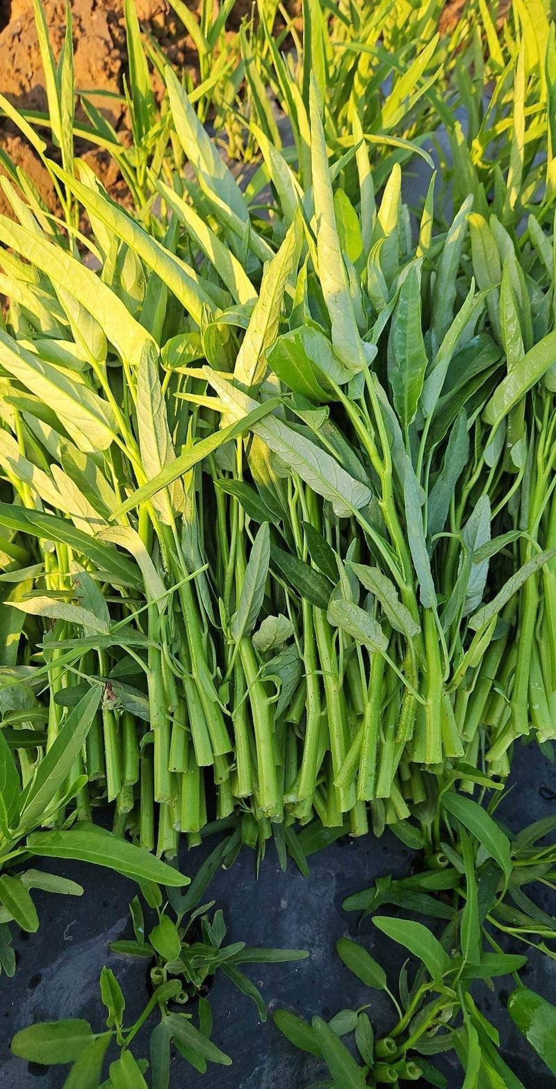 고북면공심채 농인님의 장터 판매 상품 [공심채 5kg(5000gram)] 첨부 사진