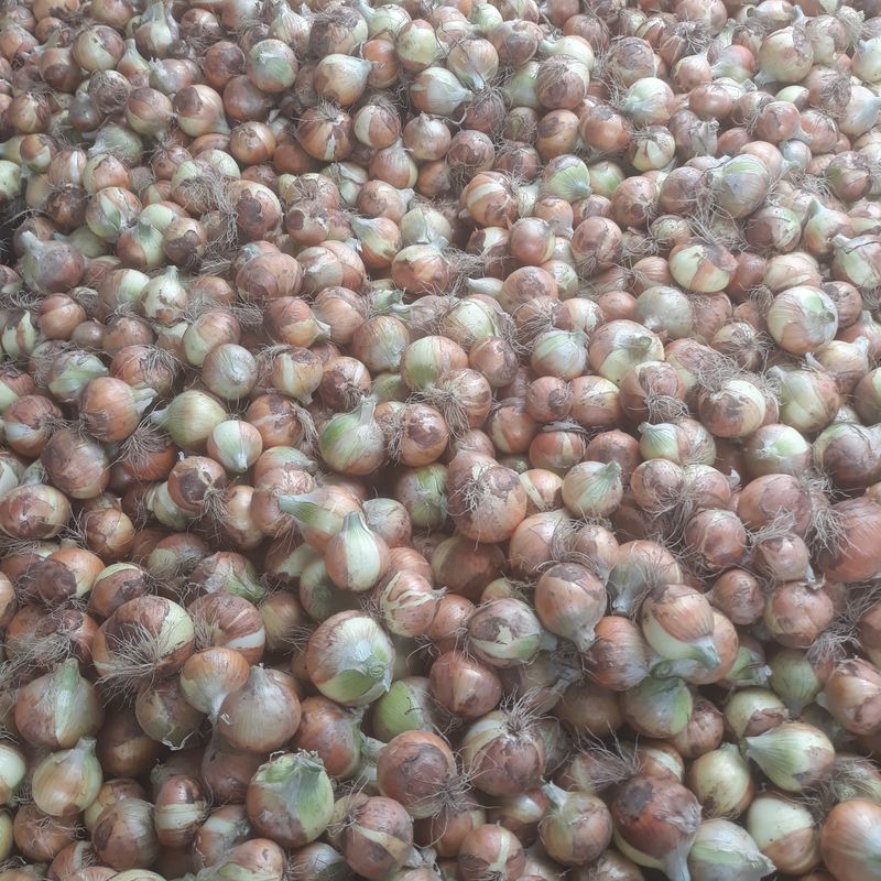 장터 상품 [양파 10kg  20kg] 썸네일