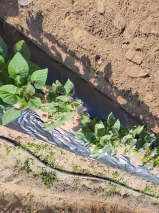 행복한윤이님의 고구마 · 자유게시판 작성글 사진