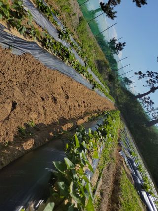 행복한윤이님의 고구마 · 자유게시판 작성글 사진