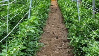 오이고추.꽈리고추님의 농부님! 어떤 농약 쓰세요? · 참여 작성글 사진