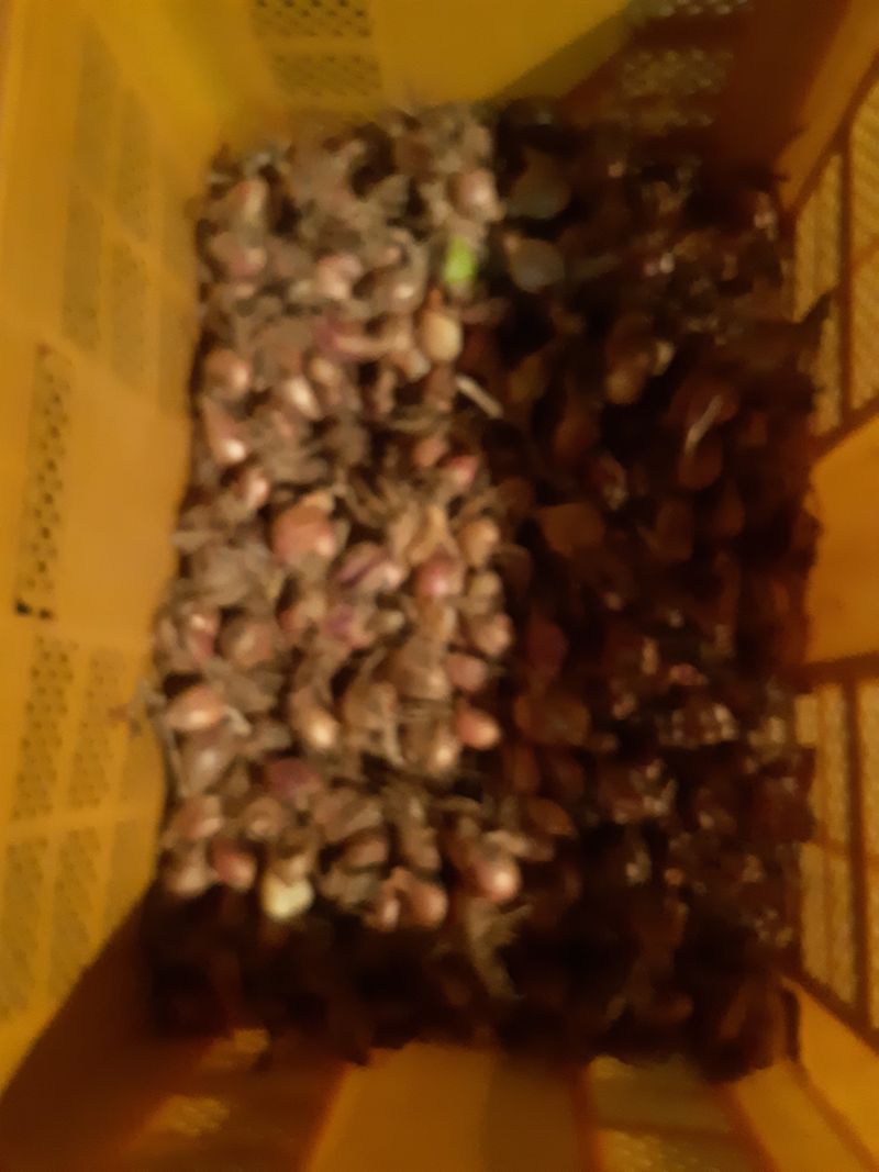 장터 상품 [쪽파 종근3백키로 키로당3천윈판매완료] 썸네일