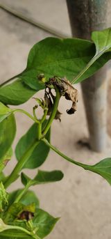 팜모닝 고추·병해충상담 게시글 이미지