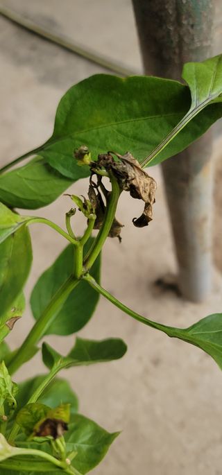 토리님의 고추 · 병해충상담 작성글 사진