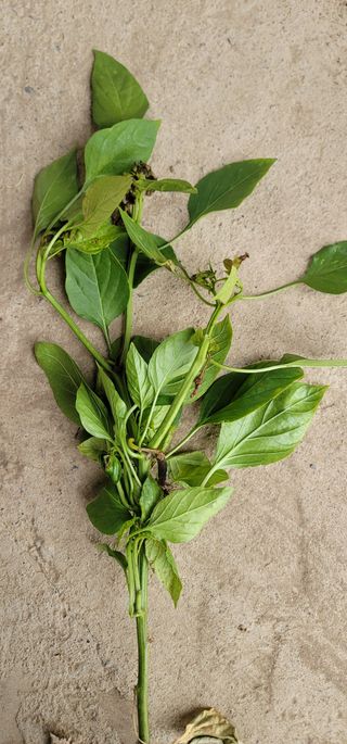 토리님의 고추 · 병해충상담 작성글 사진