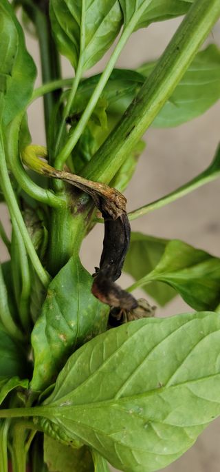 토리님의 고추 · 병해충상담 작성글 사진