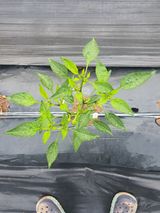 팜모닝 고추·병해충상담 게시글 이미지