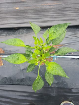 용은조님의 고추 · 병해충상담 작성글 사진