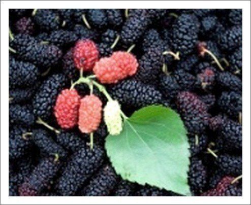 장터 상품 [생 오디즙 75포] 썸네일