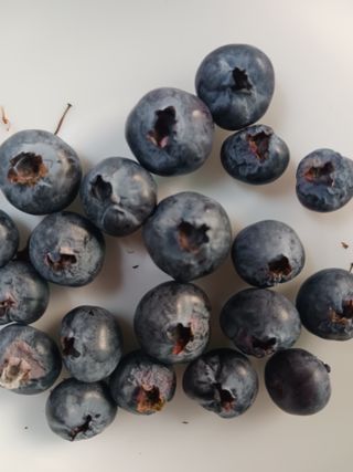 유용순님의 블루베리 · 자유게시판 작성글 사진