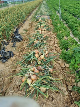 호미대장님의 양파 · 자유게시판 작성글 사진