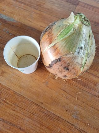 호미대장님의 양파 · 자유게시판 작성글 사진