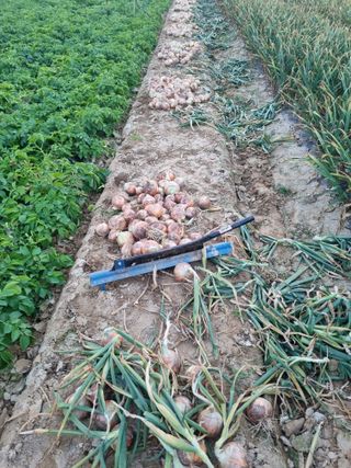 호미대장님의 양파 · 자유게시판 작성글 사진