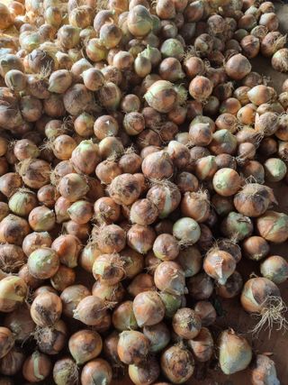 호미대장님의 양파 · 자유게시판 작성글 사진