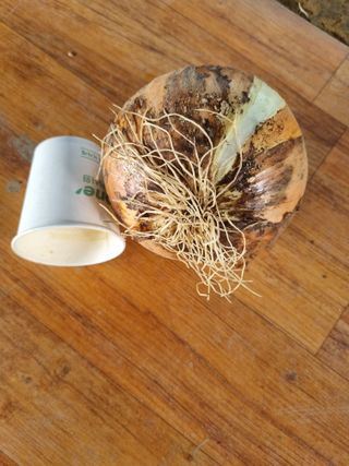 호미대장님의 양파 · 자유게시판 작성글 사진