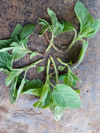 시골을사랑하는경희님의 참깨 · 병해충상담 작성글 사진