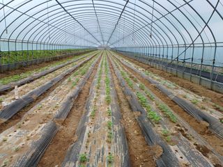 시골을사랑하는경희님의 참깨 · 병해충상담 작성글 사진