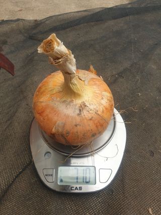 도시부부농부님의 양파 · 자유게시판 작성글 사진