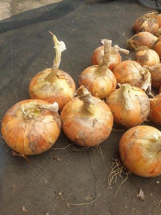 도시부부농부님의 양파 · 자유게시판 작성글 사진