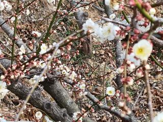 서길도님의 기타작물 · 병해충상담 작성글 사진