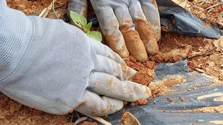 윤충기님의 참깨 · 자유게시판 작성글 사진