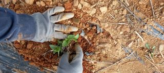 윤충기님의 참깨 · 자유게시판 작성글 사진