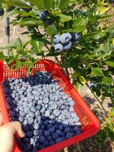 팜모닝 블루베리·자유게시판 게시글 이미지