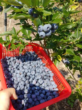 문충열님의 블루베리 · 자유게시판 작성글 사진