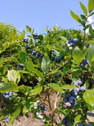 문충열님의 블루베리 · 자유게시판 작성글 사진