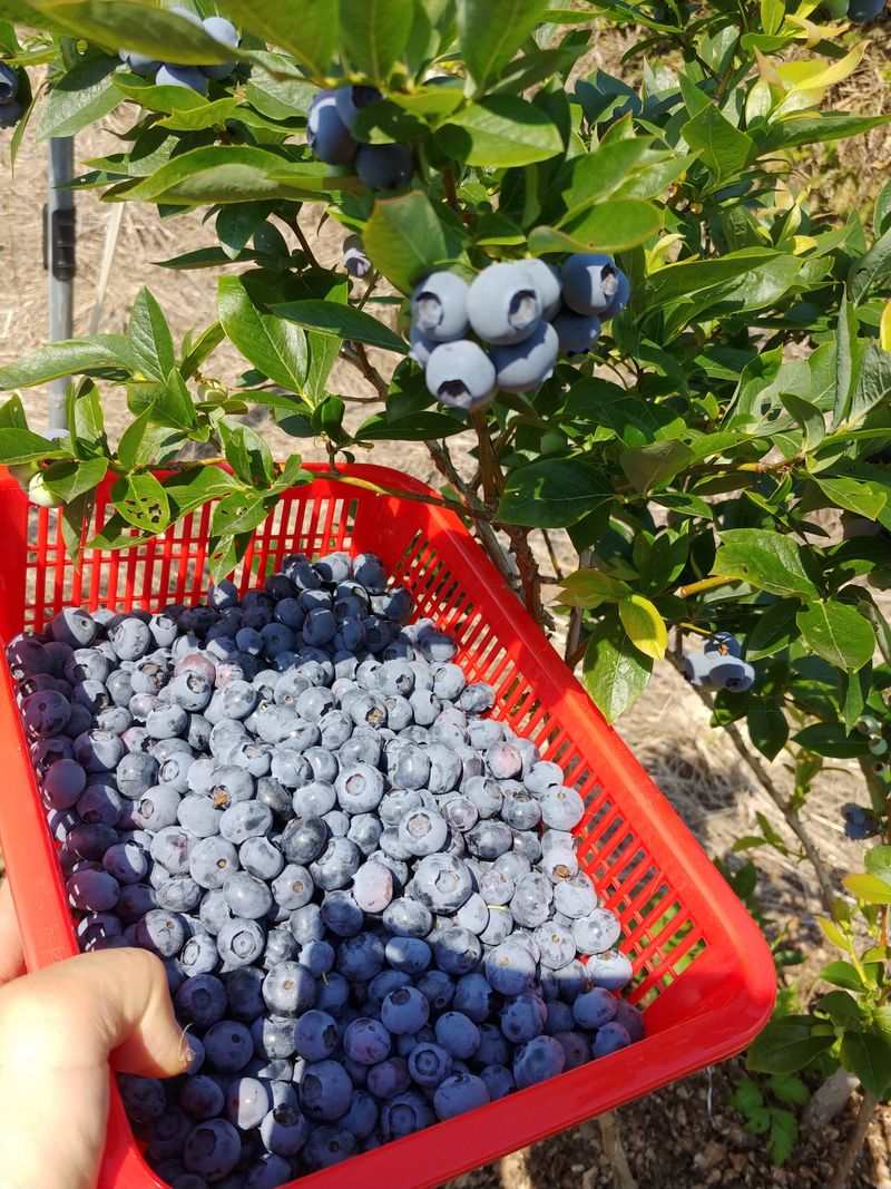 문충열님의 장터 판매 상품 [블루베리 판매 1kg] 첨부 사진