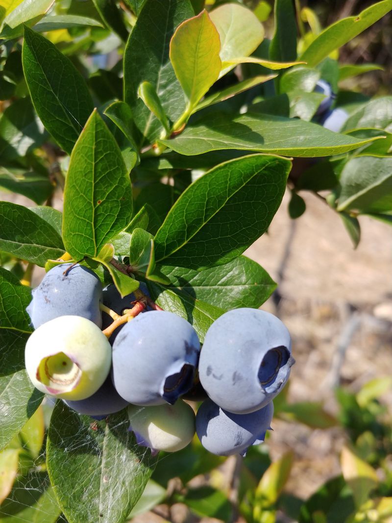 문충열님의 장터 판매 상품 [블루베리 판매 1kg] 첨부 사진