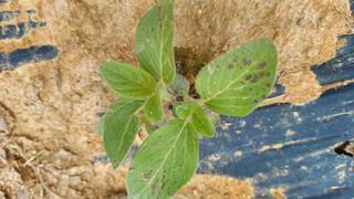 윤충기님의 참깨 · 병해충상담 작성글 사진